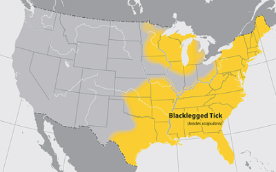 Anaplasmosis: Your Guide to This Tick-Borne Disease