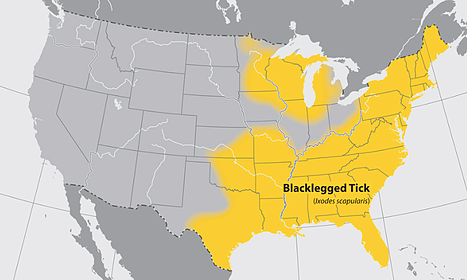 Anaplasmosis-Your-Guide-Tick-Borne-Disease