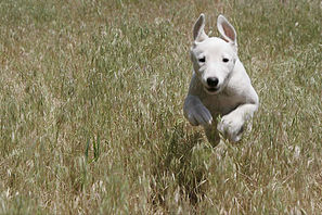 Canine Demodex