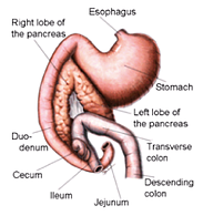 Canine Diabetes Mellitus