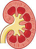 Chronic Kidney Disease