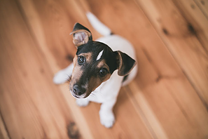 Crate Training