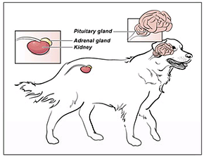 Cushings-Disease-Hyperadrenocorticism