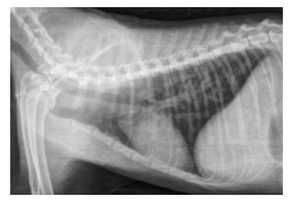 Radiograph of a cat with asthma