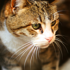 Feline Lower Urinary Tract Disease