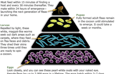 Flea Control Guide