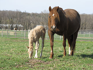 Foal-Season Ready