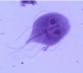 Giardia Parasite