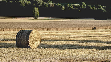 Hay Analysis