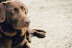 How-To: Collecting Urine from a Dog