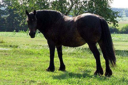 Laminitis or Founder?