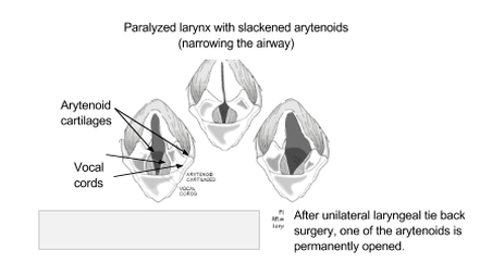 Laryngeal Paralysis