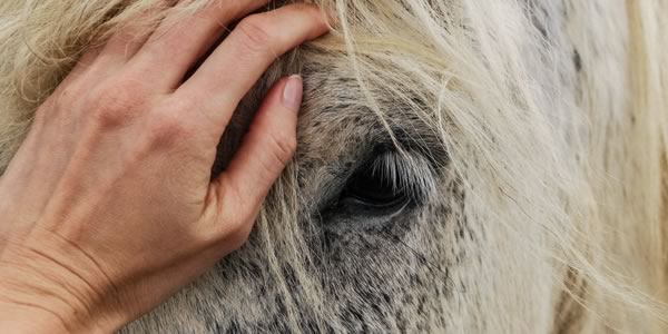 Equine Veterinary Hospital Surgical Facilities