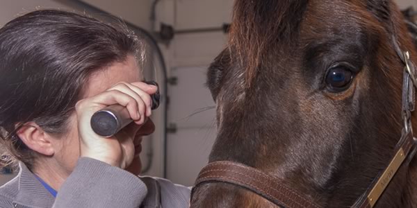 Lodi Vet Equine Veterninary Hospital Wisconsin