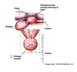 Francia bulldog cystitis