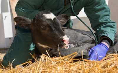 Managing Calf Scours