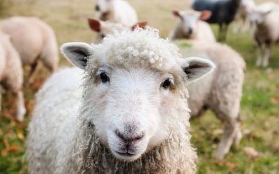 LVC introduces a new procedure… Artificial Insemination and Embryo Transfer In Sheep and Goats