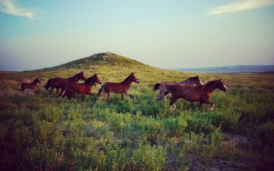 Vitamin E and Selenium for Your Horse