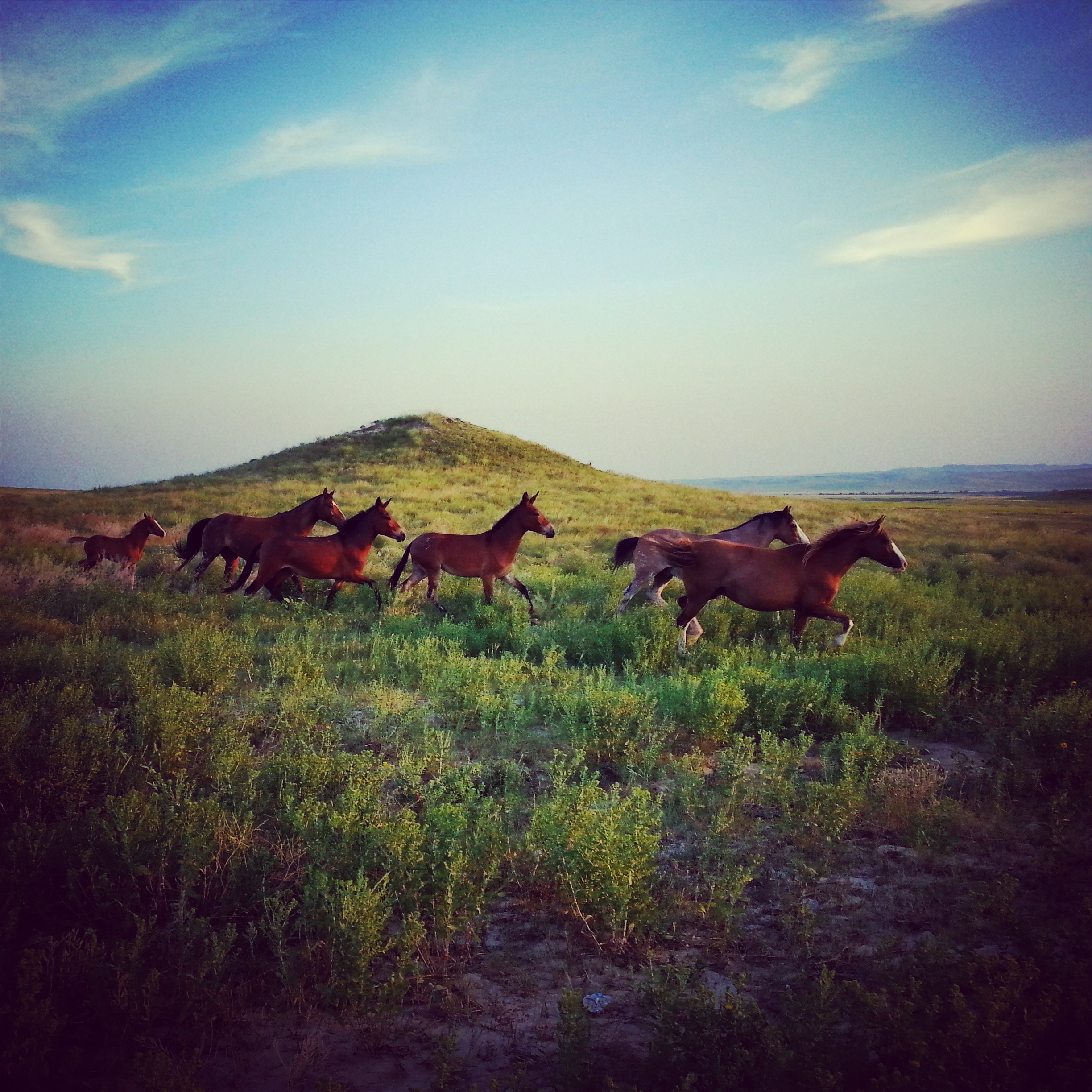 Vitamin E and Selenium for Your Horse - Lodi Veterinary Care Vitamin E and Selenium for Your Horse - Lodi Veterinary Care