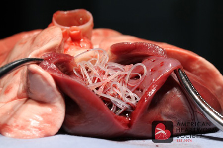 heartworm heartworms proheart canine trajectory upward dose hwd
