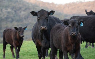 Beef Cow Fall Program