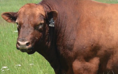 Bull Breeding Soundness Exam