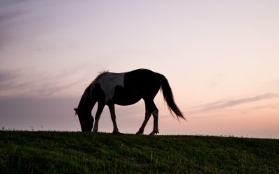 Why your veterinarian should be the one vaccinating your horses