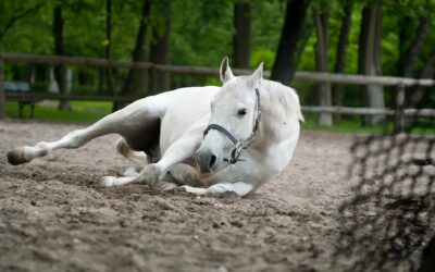 Colic – What does the vet mean?